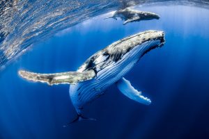 زوج من الحيتان في مياه زرقاء صافية